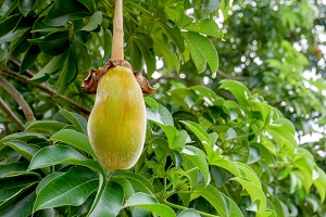 African Baobab Fruit