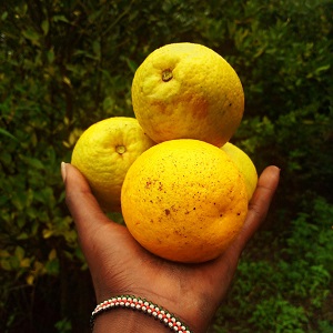 African Star Apple