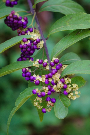 American Beautyberry