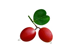 Bengal Currant