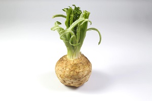 Celeriac Fruit