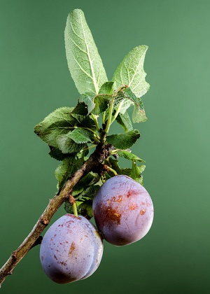 Darwin’s Plum