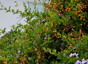 Dodder Plant Fruit