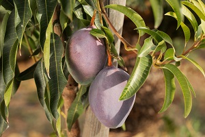 Dwarf Mango