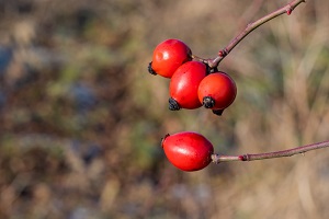 Eastern Hawthorn