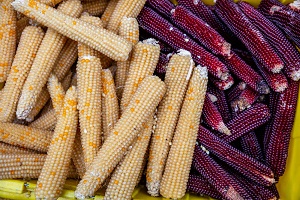 Flint Corn