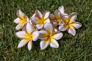 Frangipani Fruit