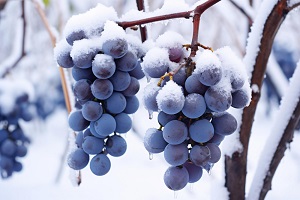 Frost Grape