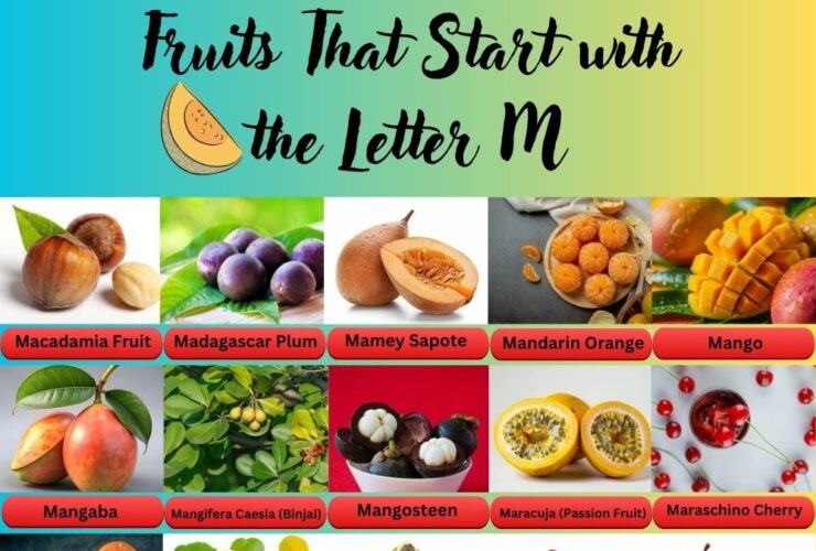 Fruits That Start With The Letter M