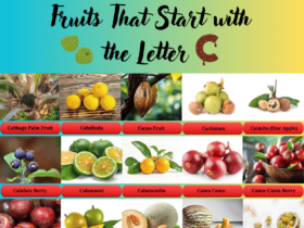 Fruits That Starts with the Letter C