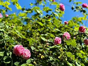 Hedgerow Raspberry