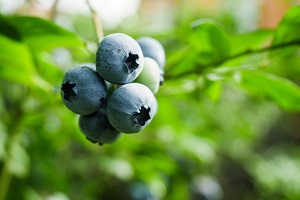 Highbush Blueberry