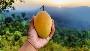 Hill Mango