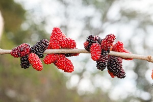 Himalayan Mulberry