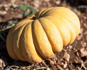 Hubbard Squash