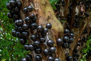 Jaboticaba Tree Grape