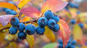 Japanese Honeyberry