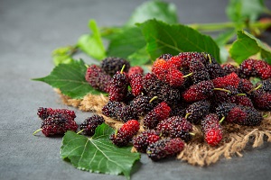 Japanese Mulberry