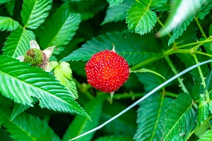 Japanese Wild Raspberry