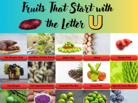 Fruits start with the letter U