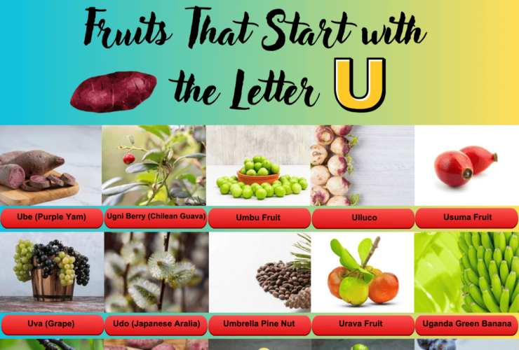 Fruits start with the letter U