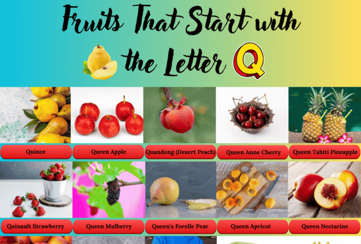 Fruits beginning with Q