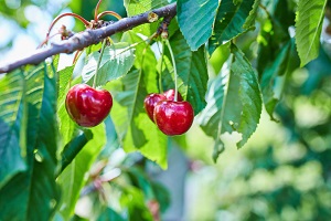 Prairie Cherry