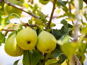 Pyrus Fruit