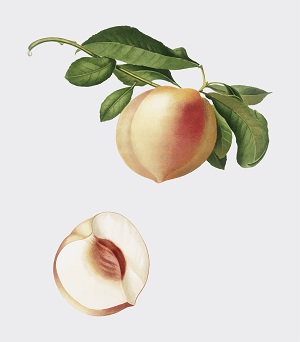 Queens White Peach