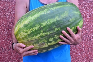 Quinby Watermelon (heirloom variety)