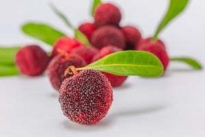 Red Bayberry