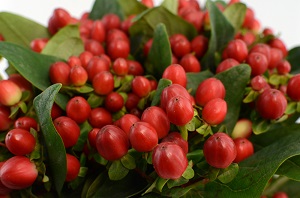 Riberry (Syzygium luehmannii)