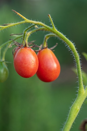 Roma Tomato (botanically a fruit)