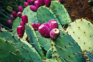 Saguaro Fruit