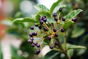 Salal Berry