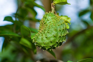 Soursop