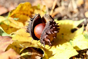 Spanish Chestnut