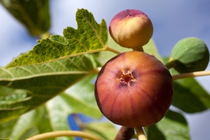 Sycamore Fig