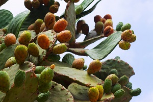 Tahitian Prickly Pear