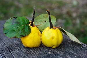 Tahitian Quince