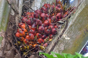 Talipot Palm Fruit