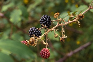 Texas Mulberry