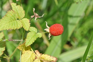 Thimbleberry