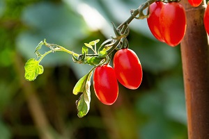 Tree Tomato (Tamarillo)