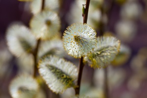 Udo (Japanese Aralia)