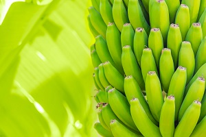 Uganda Green Banana