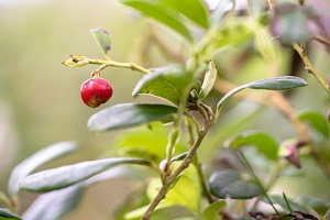 Ugni Berry (Chilean Guava)