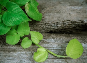 Ulluco Leaves