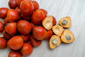 Umbrella Palm Fruit