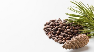 Umbrella Pine Nut